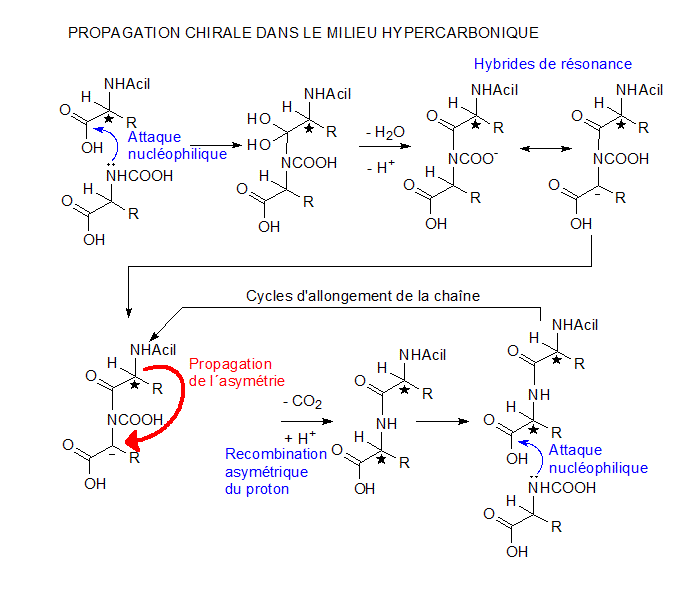 Propagation chirale - Origine de l'homochiralit� biologique