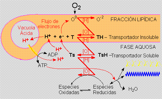 Flujo de energia por los agregados protobiol&oacute;gicos