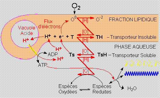 Flux d'&eacute;nergie a travers les aggregats protobiologiques