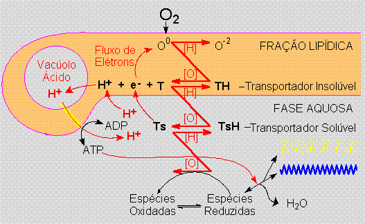 Fluxo de energia atrav&eacute;s dos agregados protobiol&oacute;gicos