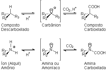 Carboxila&ccedil;&otilde;es