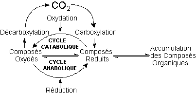 Origine de la vie - Le cycle du carbone