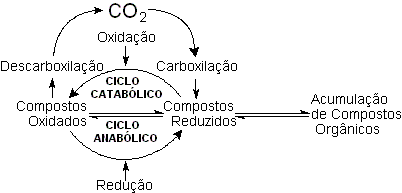 Origem da vida - O ciclo do carbono