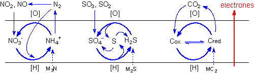 Ciclos geoqu&iacute;micos de los elementos biog&eacute;nicos