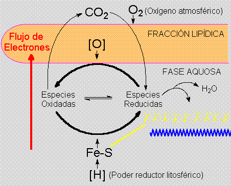 Agregados Protobiol&oacute;gicos
