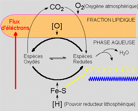 Aggregats protobiologiques