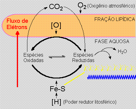 Agregados protobiol&oacute;gicos
